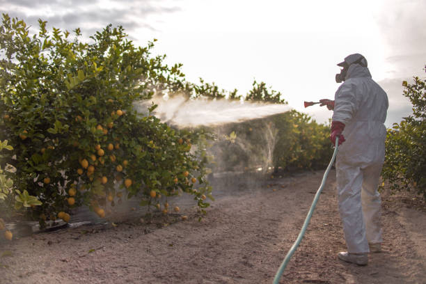 Best Affordable Pest Control Services  in Martinsvle, IL
