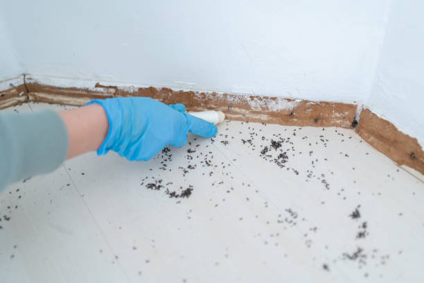 Best Residential Pest Control  in Martinsvle, IL
